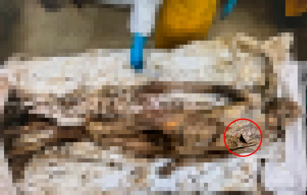 ❗️Взяли живым, вернули мёртвым. В застенках украинских лагерей убили российского военнопленного.